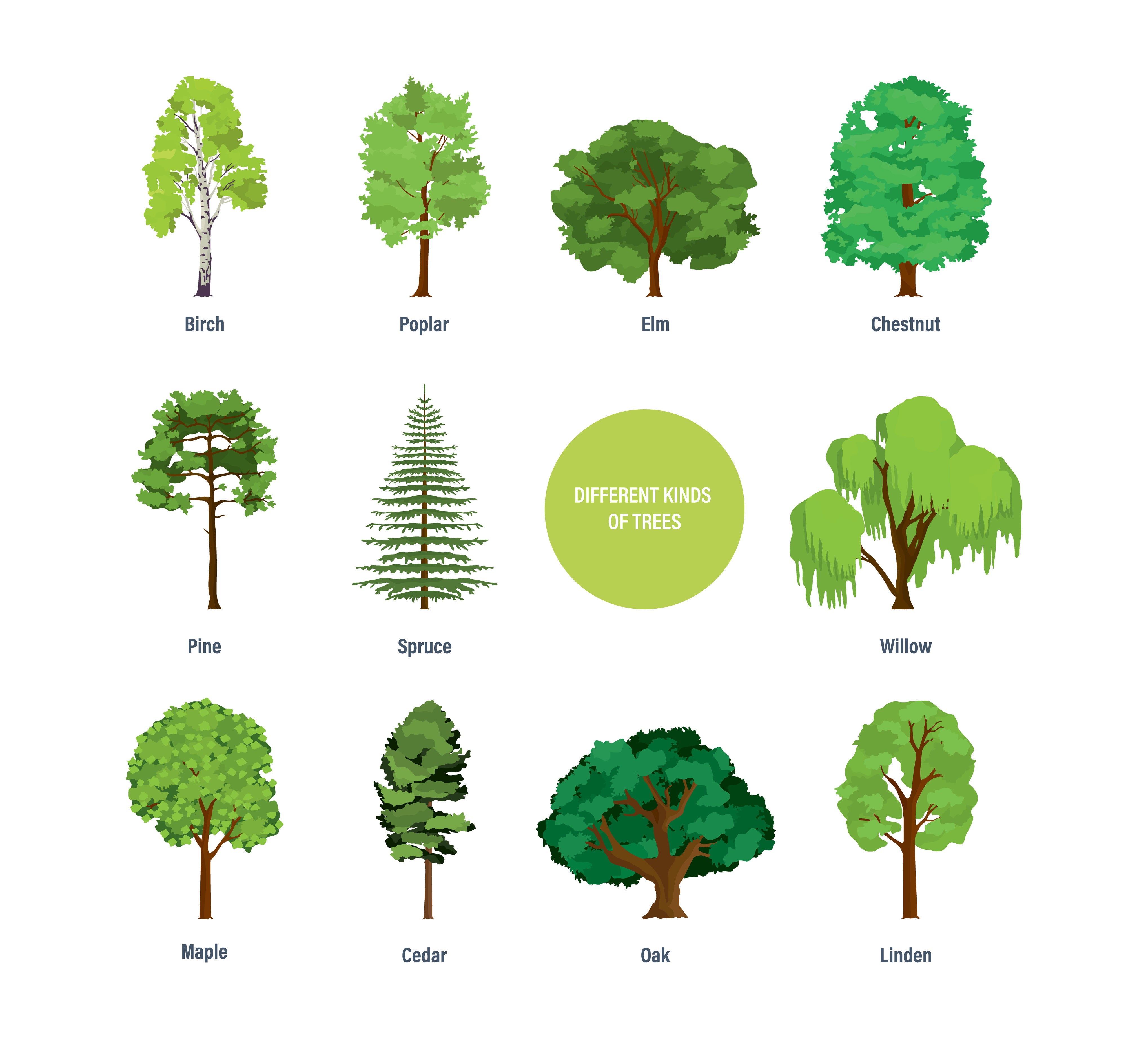 Epic Battle Of The Trees: Pine Vs. Oak! - 9ktgwc4